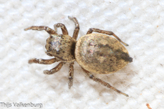 Heliophanus agricola