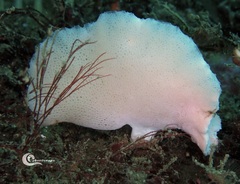 Clathrina cancellata