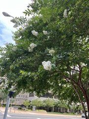 Lagerstroemia indica