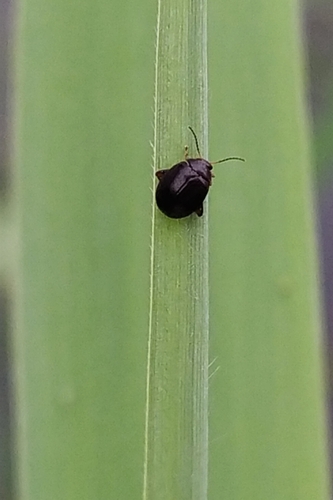 Scirtes hemisphaericus, 8014 KH Zwolle, Nederland, photo 6 of 10