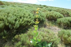 Gentiana lutea aurantiaca