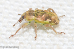 Coniatus repandus