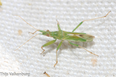 Nabis viridulus