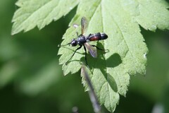 Cylindromyia interrupta