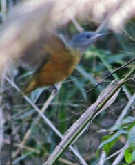 Mionectes rufiventris