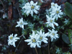 Leontopodium microphyllum