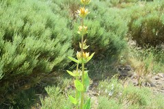 Gentiana lutea aurantiaca