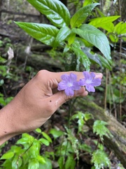 Ruellieae