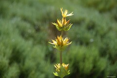 Gentiana lutea aurantiaca