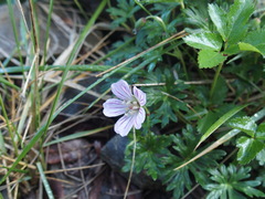 Geranium hayatanum
