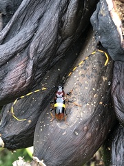 Trachyderes elegans