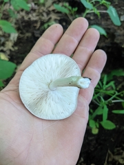 Pluteus cervinus