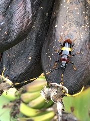 Trachyderes elegans