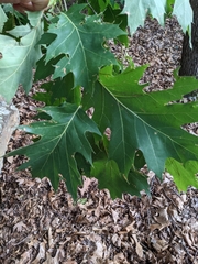 Quercus