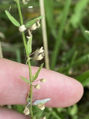 Scutellaria racemosa
