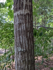 Quercus