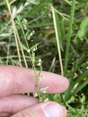 Scutellaria racemosa