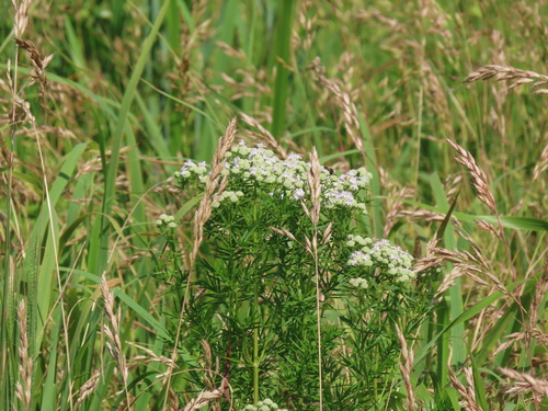 Pycnanthemum virginianum
