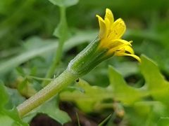 Hyoseris scabra