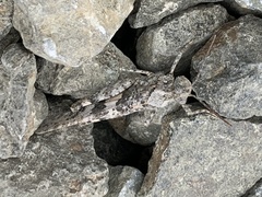 Trimerotropis occidentalis