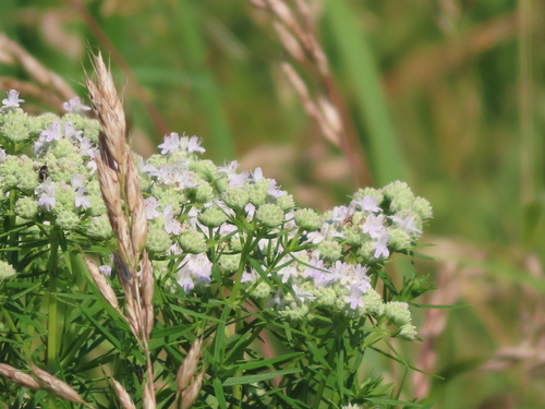 Pycnanthemum virginianum