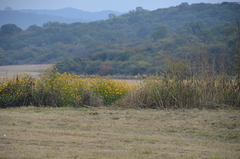 Tithonia tubaeformis