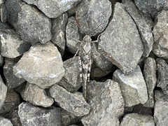 Trimerotropis occidentalis