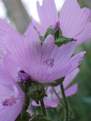 Malva moschata