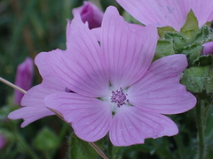 Malva moschata