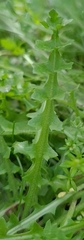 Hyoseris scabra