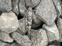 Trimerotropis occidentalis