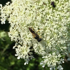 Ectemnius decemmaculatus