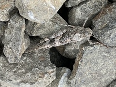 Trimerotropis occidentalis