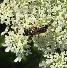 Ectemnius decemmaculatus