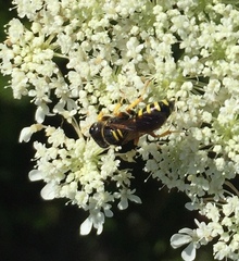 Ectemnius decemmaculatus