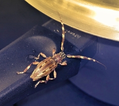 Hexatricha pulverulenta