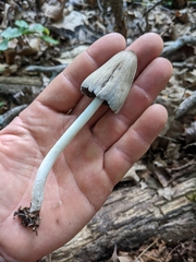 Agaricales