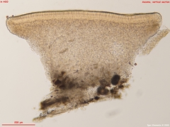 Orbilia luteorubella