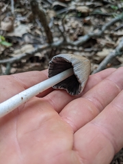 Agaricales