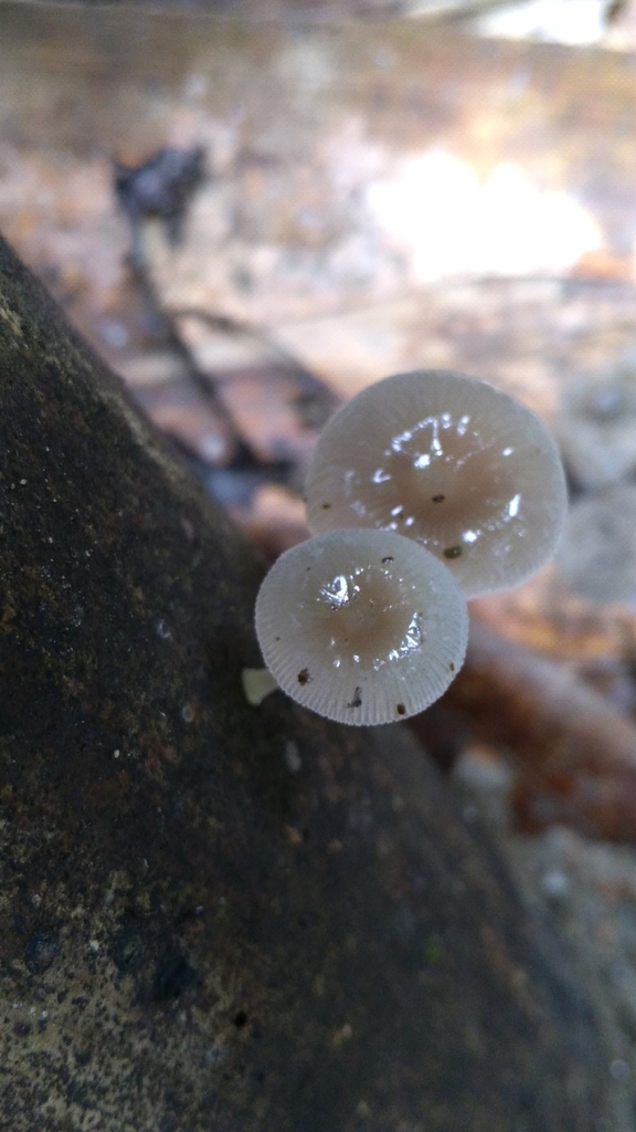 Mycena chlorophos · July 2018 · photo: © jiahong (iNaturalist, cc-by)