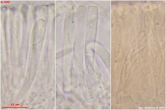 Orbilia luteorubella
