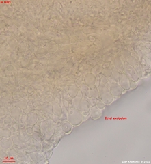 Orbilia luteorubella