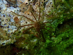 Oregonia gracilis