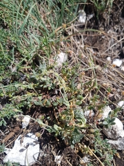 Helianthemum oelandicum