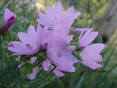 Malva moschata