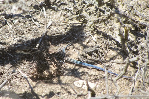 Baja California Whiptail