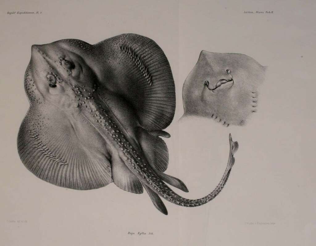 Bigelow's Ray