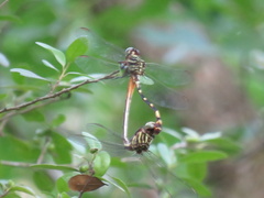 Aphylla angustifolia