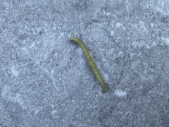Thalera pistasciaria