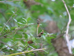 Aphylla angustifolia